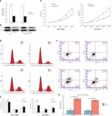 Knockdown of NDUFC1 inhibits cell proliferation, migration, and invasion of hepatocellular carcinoma